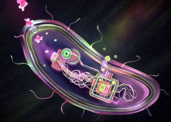 'Smart' probiotic for diabetes developed in China