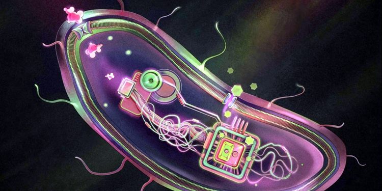 'Smart' probiotic for diabetes developed in China