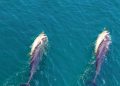 The heart-wrenching story of a grieving dolphin that carried its dead calf with it for several days.