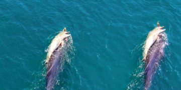 The heart-wrenching story of a grieving dolphin that carried its dead calf with it for several days.