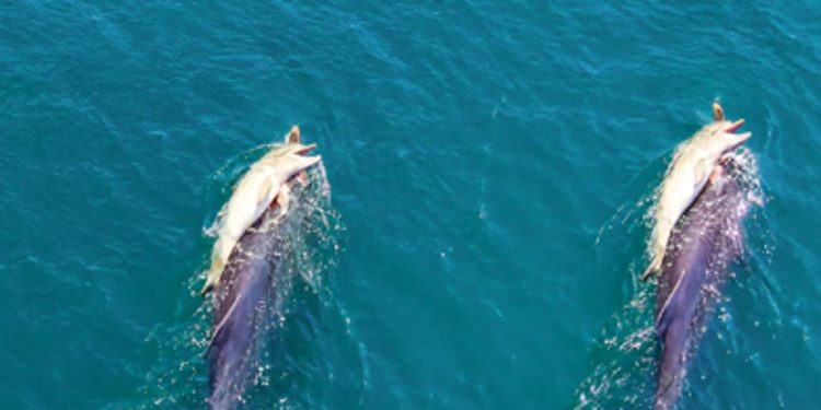 The heart-wrenching story of a grieving dolphin that carried its dead calf with it for several days.