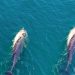 The heart-wrenching story of a grieving dolphin that carried its dead calf with it for several days.