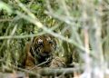Wild lion population increases worldwide, Bangladesh faces environmental challenges