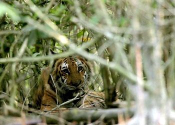 Wild lion population increases worldwide, Bangladesh faces environmental challenges