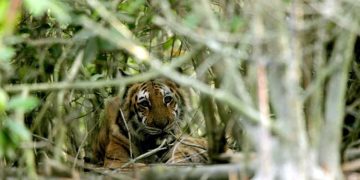 Wild lion population increases worldwide, Bangladesh faces environmental challenges