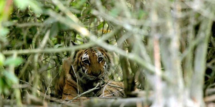 Wild lion population increases worldwide, Bangladesh faces environmental challenges