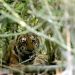 Wild lion population increases worldwide, Bangladesh faces environmental challenges