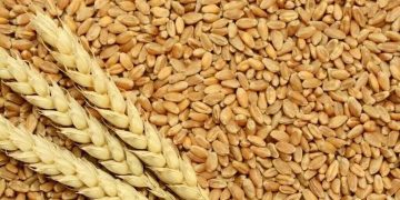 حکومت کا ساڑھے 7 لاکھ ٹن گندم درآمد کرنے کا فیصلہ