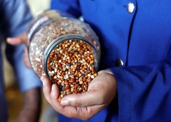 Preservation of local seeds in Gaza, a ray of hope for farmers during war