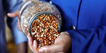 Preservation of local seeds in Gaza, a ray of hope for farmers during war