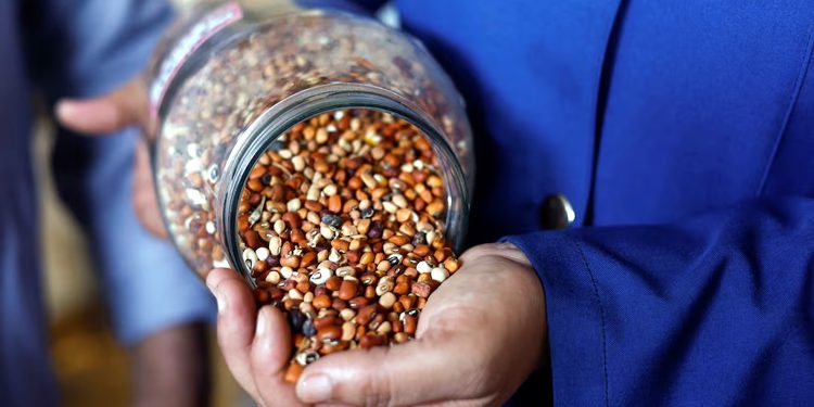 Preservation of local seeds in Gaza, a ray of hope for farmers during war
