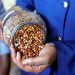 Preservation of local seeds in Gaza, a ray of hope for farmers during war