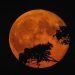 The Harvest Moon will shine in the sky on September 26.