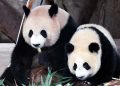 Two giant pandas from China have arrived in the United States.
