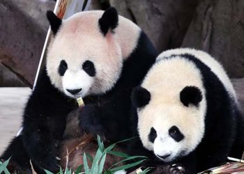 Two giant pandas from China have arrived in the United States.
