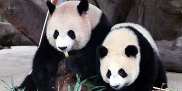 Two giant pandas from China have arrived in the United States.