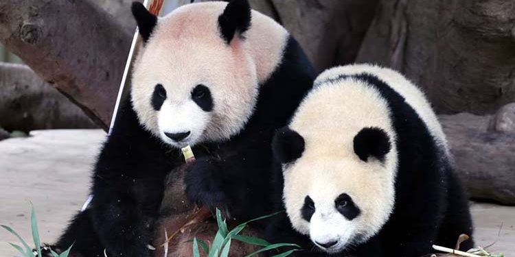 Two giant pandas from China have arrived in the United States.