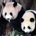 Two giant pandas from China have arrived in the United States.