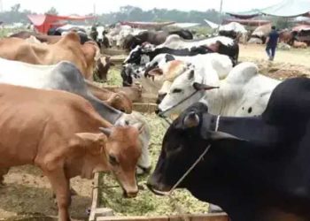 Duty- and tax-free import scheme introduced to boost livestock and meat exports.