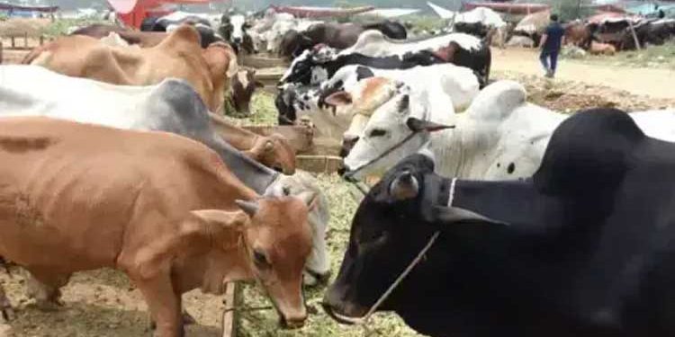 Duty- and tax-free import scheme introduced to boost livestock and meat exports.