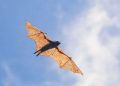 Giant bat with 5-foot wingspan found in Philippine forests