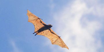 Giant bat with 5-foot wingspan found in Philippine forests