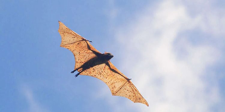 Giant bat with 5-foot wingspan found in Philippine forests