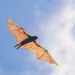 Giant bat with 5-foot wingspan found in Philippine forests