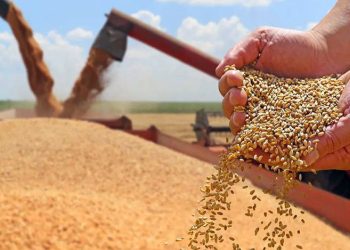 Gilgit-Baltistan 50% subsidy for farmers on certified wheat seeds