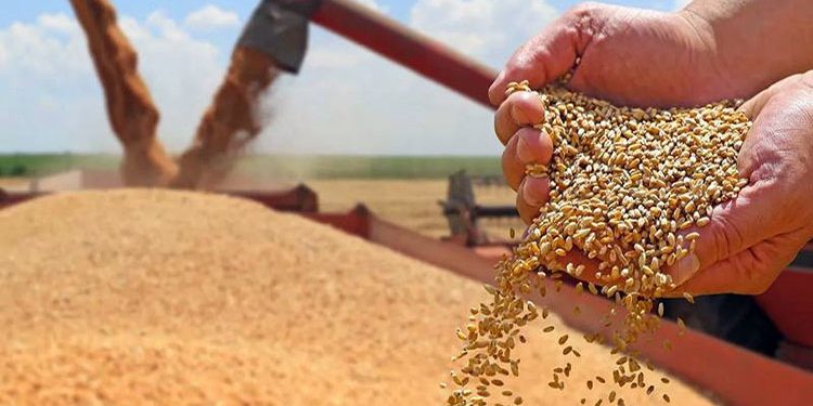 Gilgit-Baltistan 50% subsidy for farmers on certified wheat seeds
