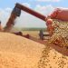 Gilgit-Baltistan 50% subsidy for farmers on certified wheat seeds