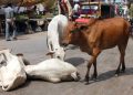 India Three Muslim citizens sentenced to life imprisonment and fined in a cow slaughter case.