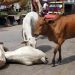 India Three Muslim citizens sentenced to life imprisonment and fined in a cow slaughter case.