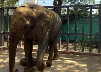 Madhubala the female elephant's health deteriorated.