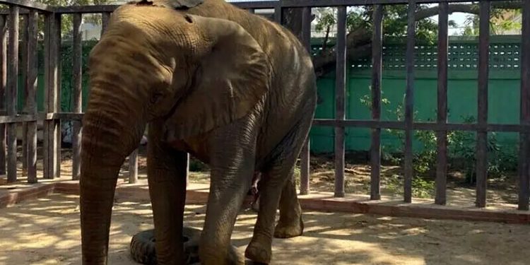Madhubala the female elephant's health deteriorated.
