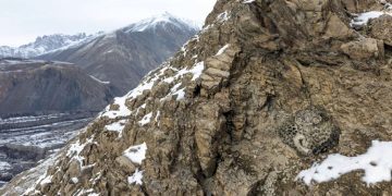 Winners of global photography competition announced; photos of hidden snow leopard cubs stand out.